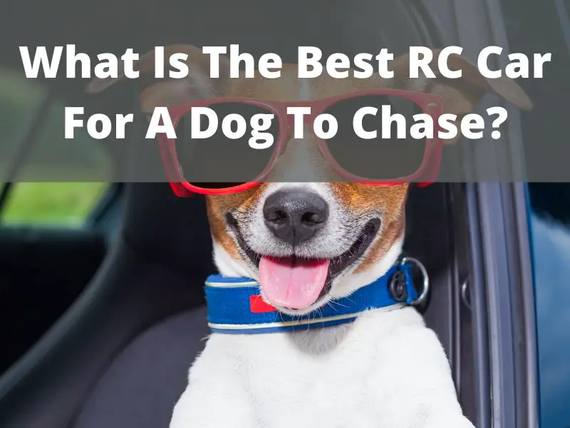 What Is The Best RC Car For A Dog To Chase